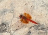 J15B0411 Trithemis kirbyi male